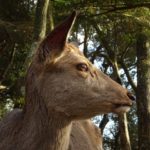 鹿の平均寿命！ニホンジカや奈良公園の最高年齢＋野生のシカの寿命はこのくらい！