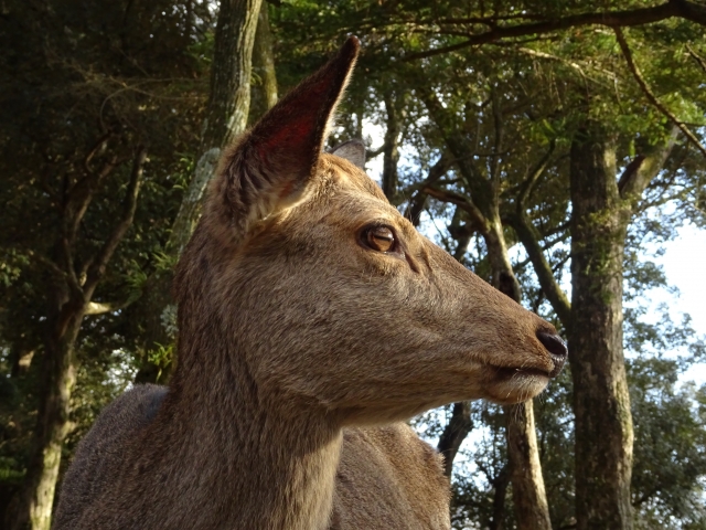 鹿の平均寿命！ニホンジカや奈良公園の最高年齢＋野生のシカの寿命はこのくらい！