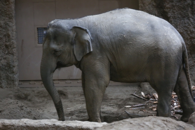 動物園の象は何年の寿命？平均寿命は３５年。約３０～５０年の寿命がある
