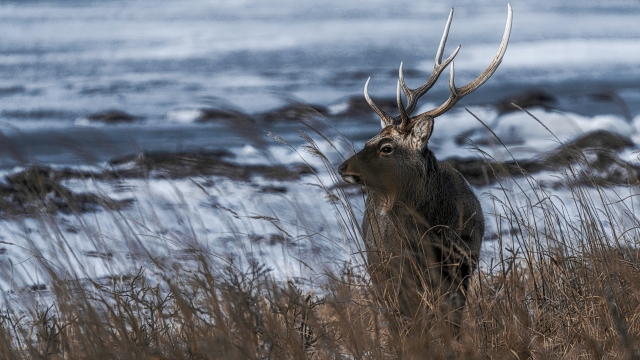 北海道のエゾジカの平均寿命は４年以内。オスの鹿：３年、メスの鹿：４年