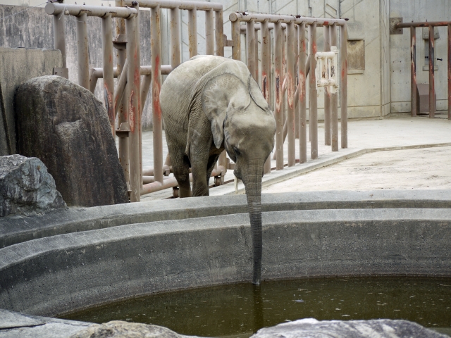 ゾウの水の飲み方は１度に５リットル、時速５００ｋｍで吸い上げる