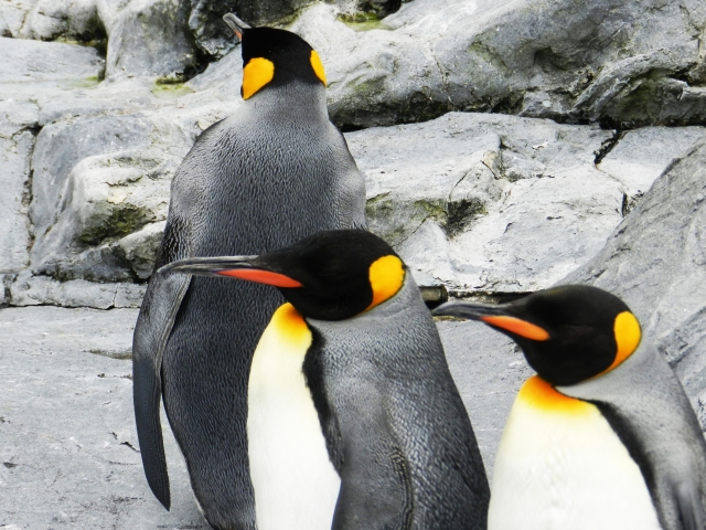 皇帝ペンギンの平均寿命と最高年齢・長寿記録