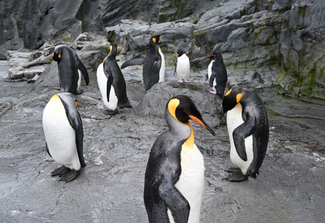 動物園・水族館のペンギンの平均寿命と国内最高年齢