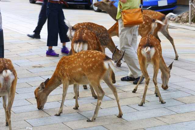 奈良公園の鹿の平均寿命は２０年。オスの鹿：１２～１５年、メスの鹿：２０～２５年