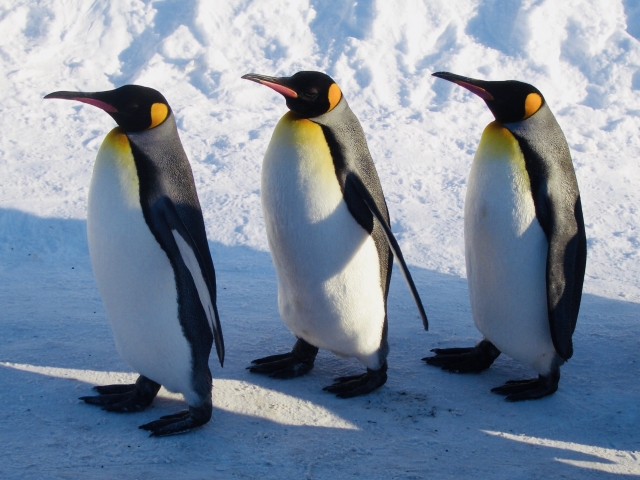 ペンギンの面白い豆知識・雑学！ペンギンは何類の種類？特徴と生態系！
