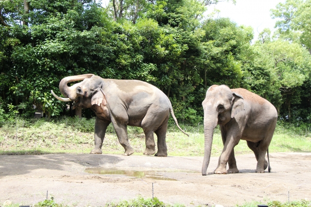 野性の象の平均寿命は３５年。約３０～５０年の寿命がある