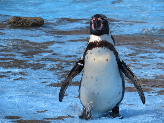 フンボルトペンギンの漢字表記：漢波德企鵝（もしくは、洪保德企鵝）