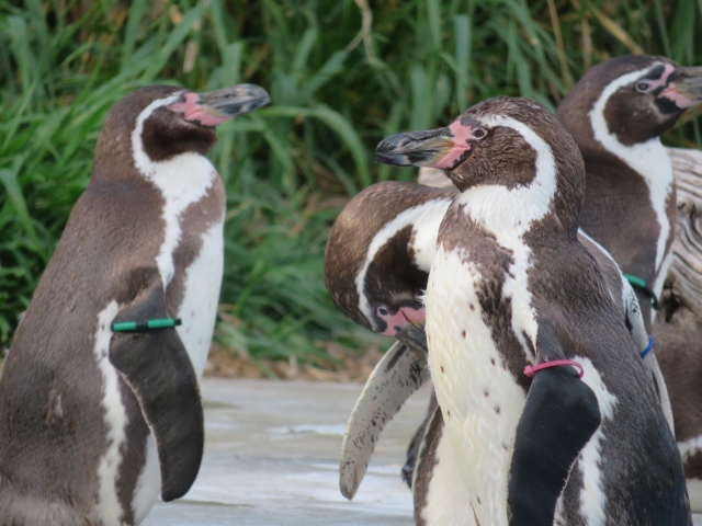 フンボルトペンギンの体の特徴！体長や体重、見分け方はクチバシの色はピンク