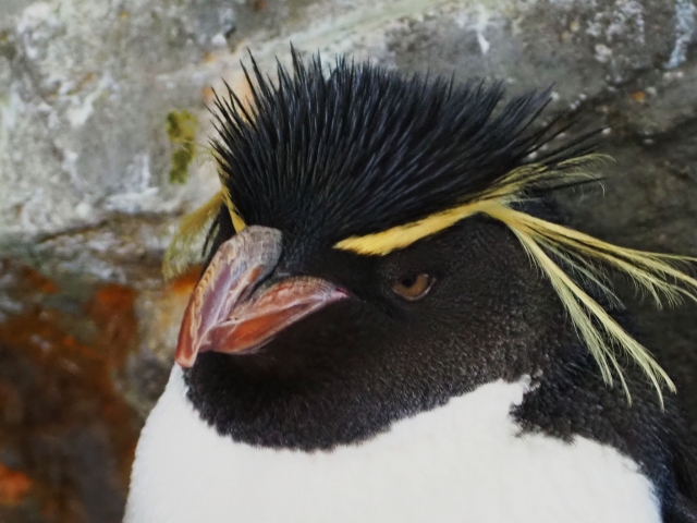 イワトビペンギンの体の特徴！体長や体重、見分け方はトゲトゲした顔