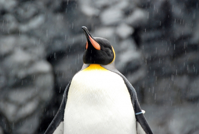 皇帝ペンギンの体の特徴！体長や体重、見分け方は体の大きさ・サイズ