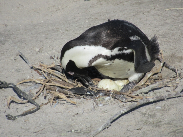 ペンギンの子育てと産む卵の数＋子育て方法