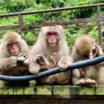 日本猿の寿命！ペットと野生の猿の寿命年数＋平均寿命とは？最高年齢＋ギネス記録！