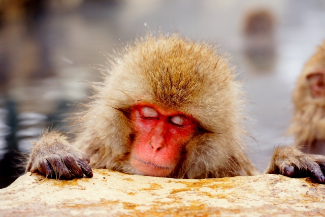 お猿の温泉はどこ？長野県の地獄谷！夏・冬に猿が見れる時期は？湯冷めする？