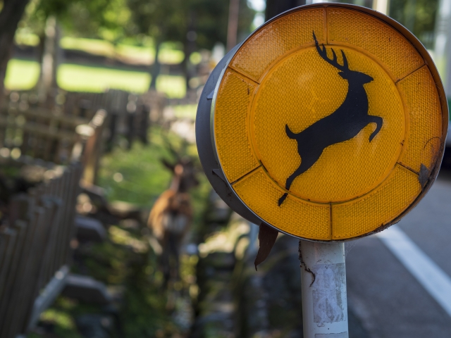 鹿を車でひいた時の対象方法：保険で修理できるの？