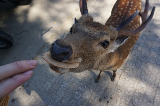 奈良公園の鹿がおじぎする理由は、感謝、エサの催促