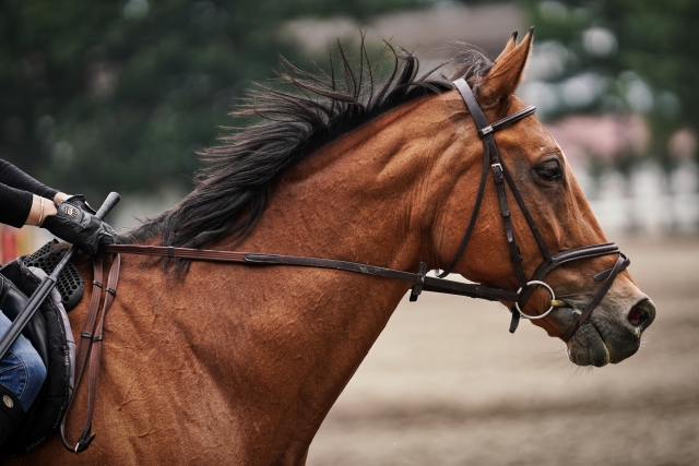 競走馬・サラブレットのの平均寿命！牡馬・牝馬の選手生命と寿命年数