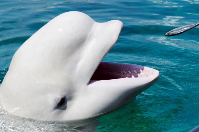 水族館のシロイルカの平均寿命年数！野生は絶滅危惧種→白イルカとベルーガの死因は？