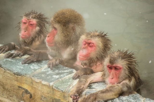 お猿が温泉に入る夏、冬の時期と時間の目安：（夏季4月～10月頃）8:30～17:00頃、（冬季11月～3月頃）9:00～16:00頃