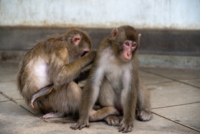 日本猿（ニホンザル）の猿の寿命！動物園・ペットの日本猿の寿命年数＋平均寿命＋特徴を徹底解説！