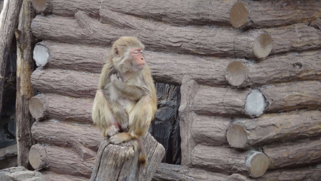 アカゲザルの猿の寿命！動物園・ペットの赤毛猿の寿命年数＋平均寿命＋特徴を徹底解説！
