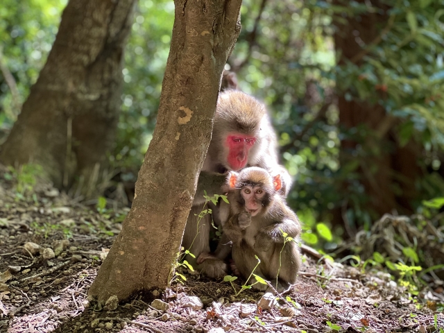 野性の猿の寿命！日本に生息する日本猿の寿命年数＋平均寿命＋特徴を徹底解説！