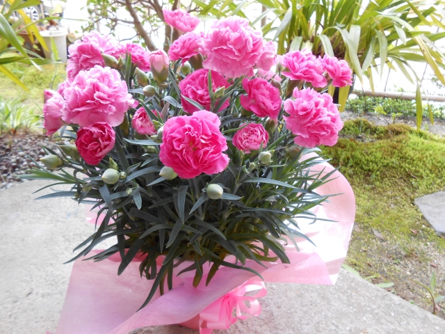 母の日のプレゼント選び：花の定番はカーネーションの鉢植え５号