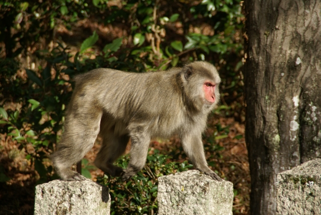 日本猿（ニホンザル）のオス、メス:野生の猿の身体能力と体の大きさ