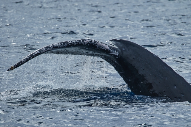 ザトウクジラの尻尾：ペダンクルスラップとテールスラップ