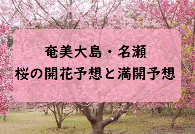 【2024】奄美大島・名瀬の桜開花予想と桜満開予想情報！桜の咲く時期はいつから？