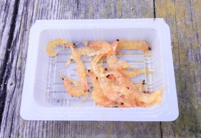 アニサキスがいる魚の種類：オキアミ（海老）をエサに食べる魚