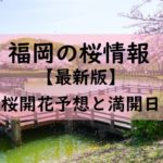 【2024】福岡の桜開花予想と桜満開予想情報！福岡の桜満開はいつ？開花時期は？