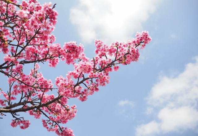 寒緋桜（カンヒザクラ）の花言葉は『あでやかな美人』。誕生日は『2月16日』