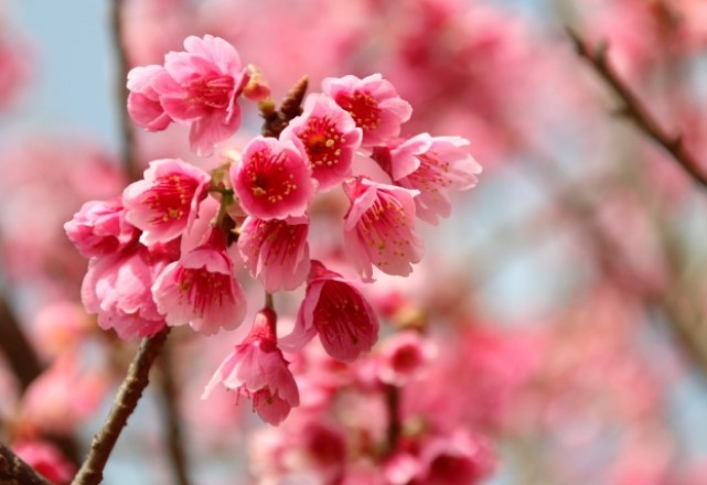 寒緋桜（カンヒザクラ）の特徴と開花時期・満開時期はいつごろ？