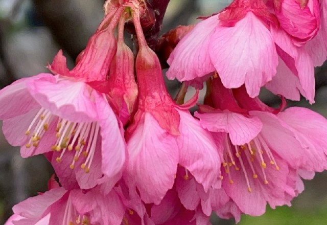 沖縄の琉球寒緋桜の散り方：真下につぼみが落下する