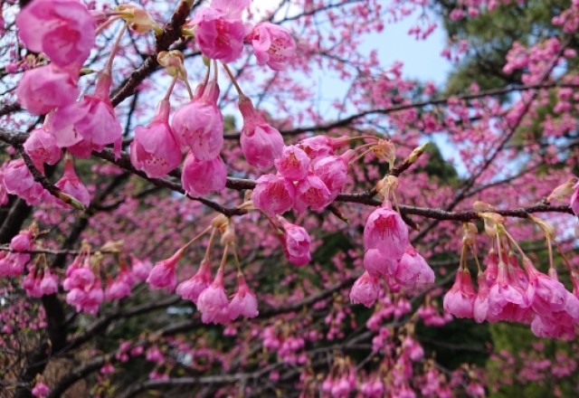 沖縄の琉球寒緋桜の花言葉：あでやかな美人