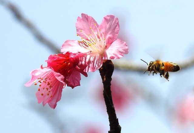 沖縄の琉球寒緋桜の特徴と開花時期・満開時期はいつごろ？