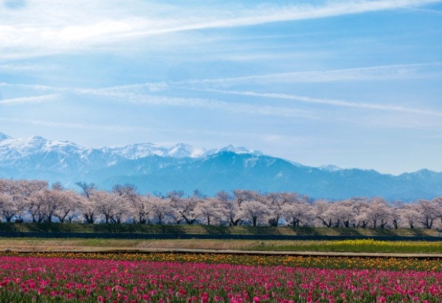 富山県の桜の名所ランキング：春の四重奏：あさひ舟川の見頃の時期は4月上旬