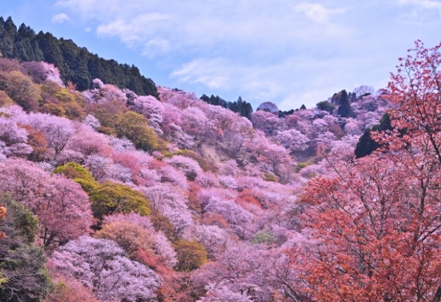 関西・近畿地方の桜の名所：奈良県の吉野山は『3月下旬～4月上旬』が見頃の時期