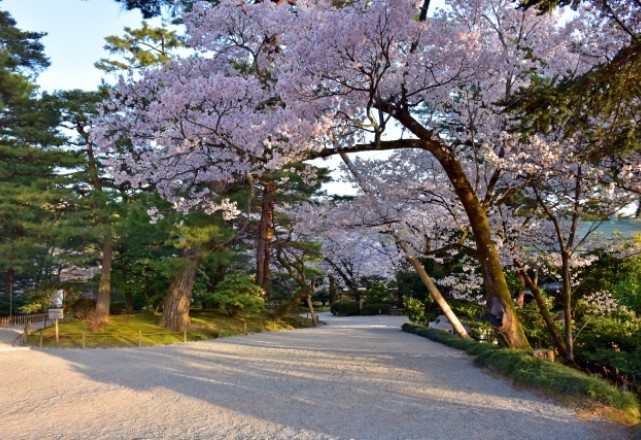石川県の桜の名所ランキング：兼六園の見頃の時期は4月上旬！兼六園菊桜は4月中旬