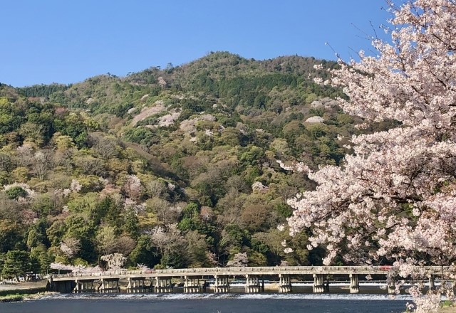 京都の桜の名所：嵐山の桜と渡月橋の桜の見頃の時期は『3月下旬～4月上旬頃』