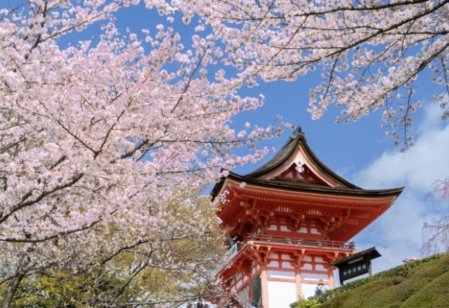 京都の桜の名所：清水寺の桜の見頃の時期は『3月25日頃～4月上旬』