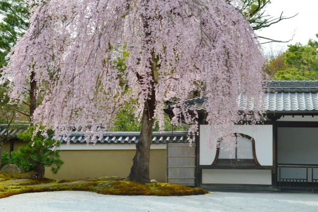 京都の桜の名所：高台寺のしだれ桜の見頃の時期は『3月下旬～4月上旬』