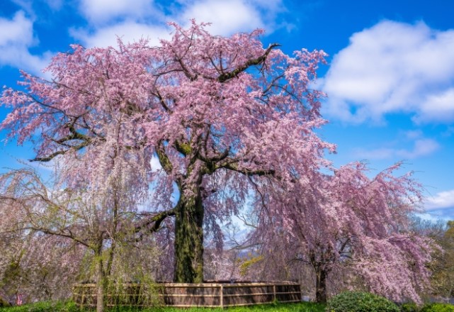 京都の桜の名所：丸山公園の見頃の時期は『3月下旬～4月上旬』