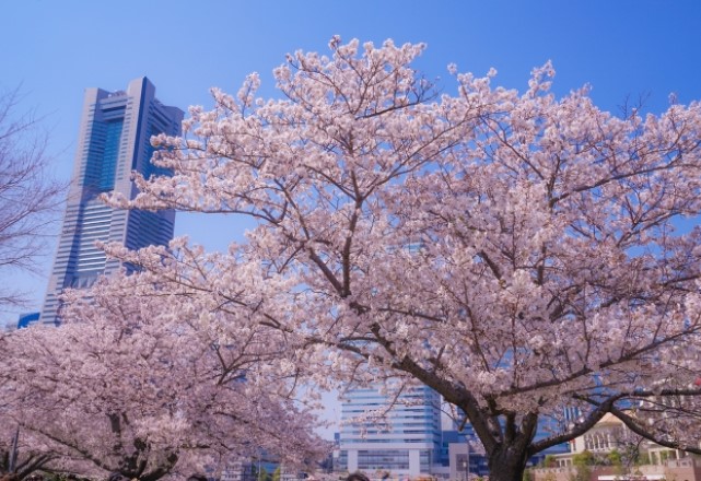 横浜の桜の名所ランキング：ランドマークタワーの桜の見頃の時期は3月下旬～4月月初