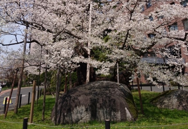 盛岡の桜の名所ランキング：石割桜の見頃の時期は4月中旬～4月下旬頃（東北地方）