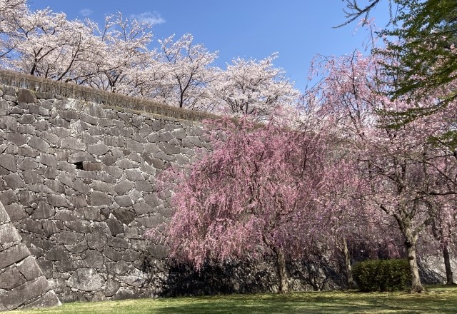 盛岡の桜の名所ランキング：盛岡城跡公園の見頃の時期は4月中旬～4月下旬頃（東北地方）