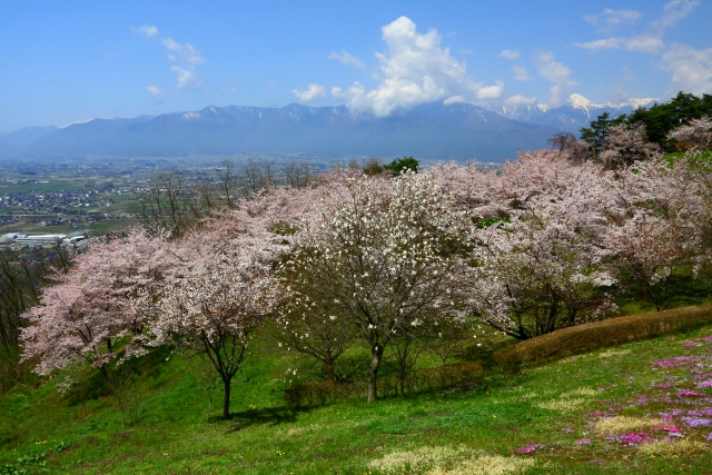 長野県：松本市の桜の名所ランキング：松本城山公園の見頃の時期は4月上旬から4月中旬頃
