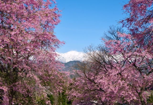 長野県の桜の名所ランキング：番所の桜の見頃の時期は4月5日～4月10日頃
