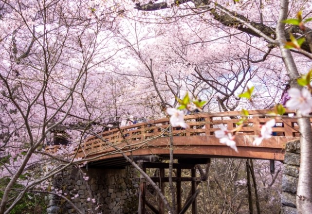 長野県：伊那市の桜の名所ランキング：高遠城址公園の見頃の時期は4月中旬頃