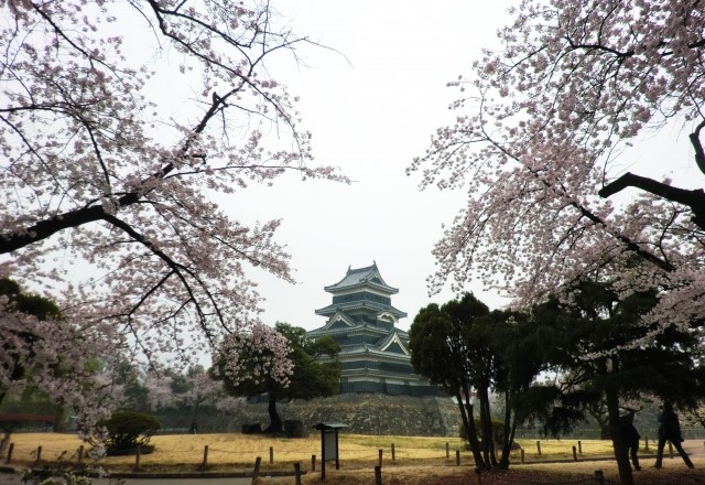 長野県：松本市の桜の名所ランキング：松本城公園の見頃の時期は4月上旬から4月中旬頃